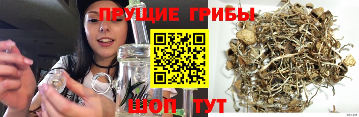 Кизилюрт  Галлюциногенные грибы GOLDEN TEACHER  Вход с VPN 